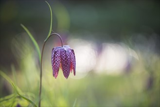 Snake's Head Fritillary