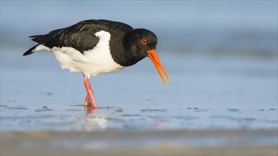 Eurasian oystercatcher