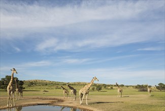 Southern Giraffes