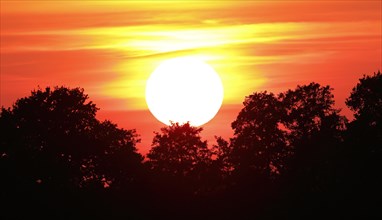 Sunset over trees