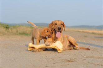 Labrador Retriever