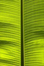 Banana leaf