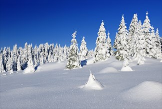 Snowy winter landscape in Harz National Park