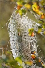 Spider web with spider