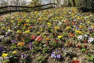 Flowerbed with colorful spring flowers