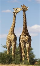 Two Southern Giraffes