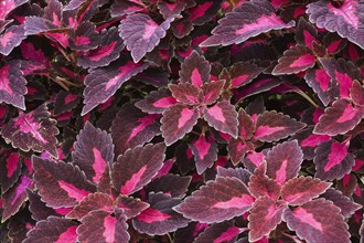 Close-up of burgundy and pink Coleus