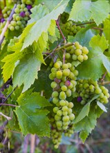 Grape vines with unripe blue grapes