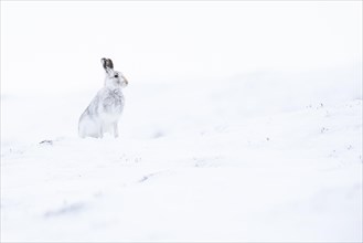 Mountain hare