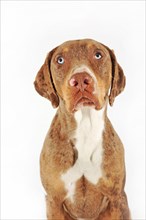 Catahoula Leopard Dog