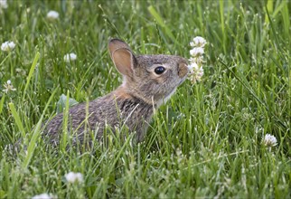 Young eastern cottontail