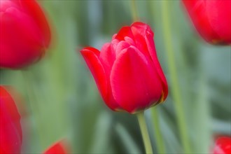 Close up of red tulip in bloom