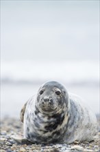 Grey seal