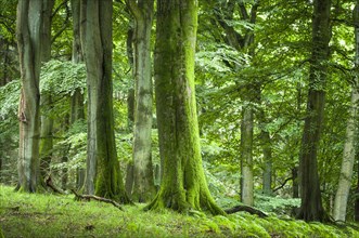 Old beech forest