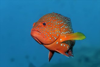 Coral grouper fish