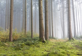 Fog in the forest