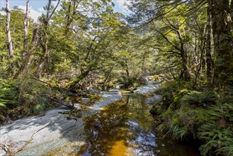 River at Routeburn Track