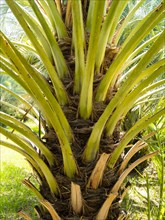 Date palm trunk