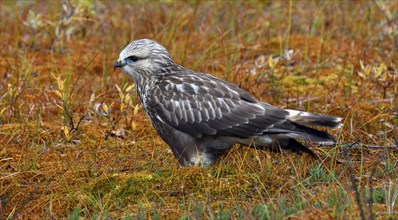 Rough-legged buzzard or hawk