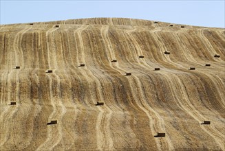 Bales of straw and abstract patterns in cornfield after wheat harvest