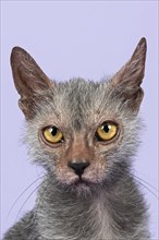 Werewolf Cat or Lykoi Cat