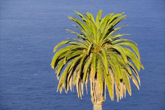 Canary Island date palm