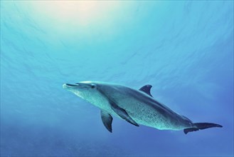 Bottlenose dolphin