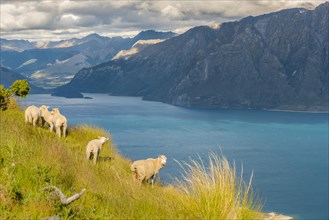 Sheep in a meadow in front of lake Lake Hawea and mountain panorama
