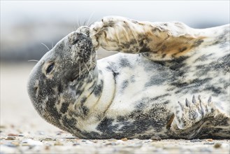 Grey seal