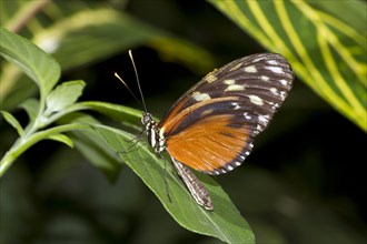 Tiger Longwing