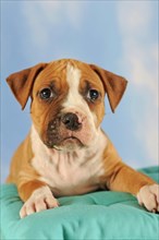 American Staffordshire Terrier