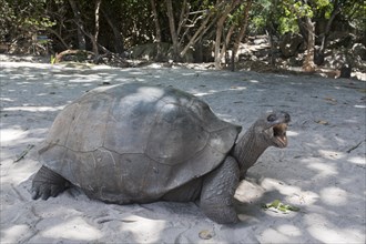 Aldabra Giant Turtle
