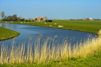 Marshland with river and farmhouse