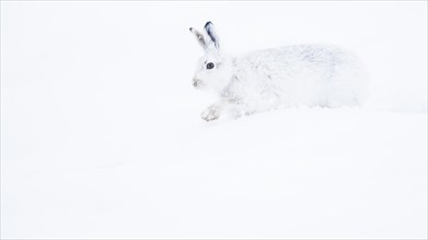 Mountain hare