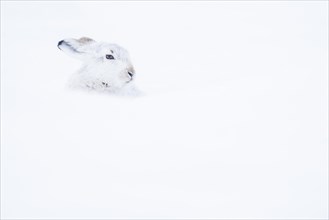 Mountain hare