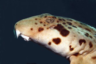 Epaulette shark
