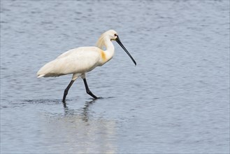 Common spoonbill
