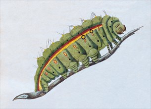 Yellow-green caterpillar