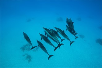 A pod of Spinner Dolphins