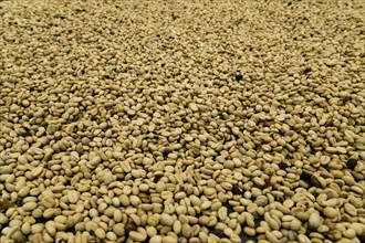 Coffee beans drying