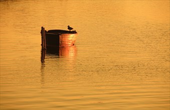 Duck standing on rowing boat at sunset