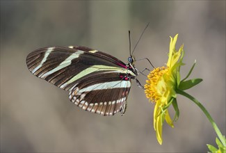 Zebra longwing Butterfly