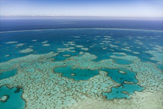 Structures in the Coral Reef
