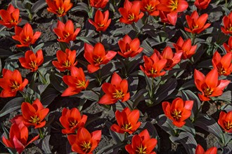 Red Dutch Tulips