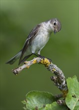 Collared flycatcher