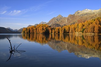 Autumnal discoloured larch forest