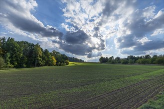 Field with germinating Common Wheat