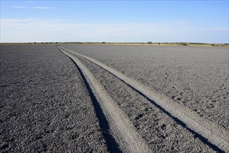 Tire tracks through Deception Pan in Deception Valley of the Central Kalahari Game Reserve