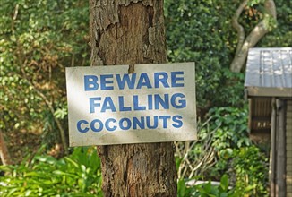 Warning sign on palm tree stating Beware Falling Coconuts