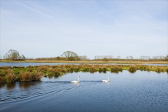 Mute swans